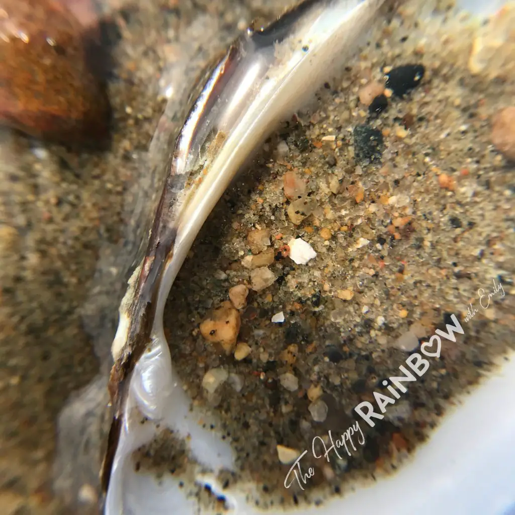 Macro photo of a sandy seashell with a macro lens