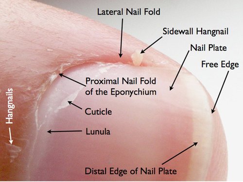 nail anatomy graphic to understand why to prep nails for nail polish strips